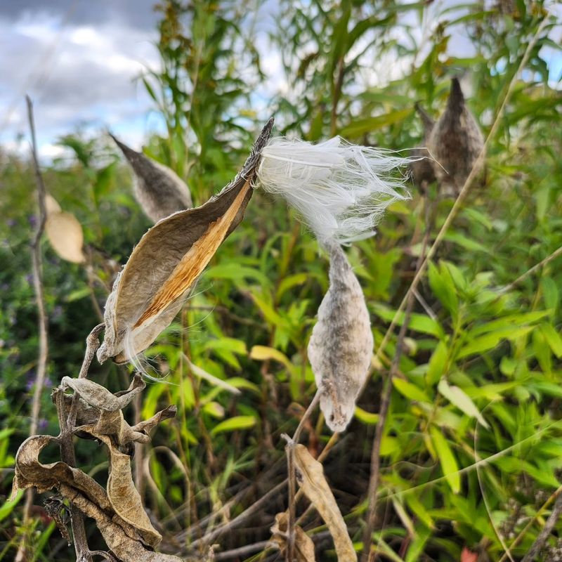Leaving Some Pods Behind Allows Milkweed To Spread Naturally