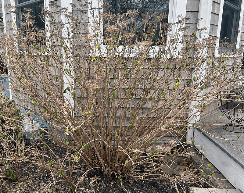 Leaving The Stems Alone Is The Step Leaving The Stems Alone Is The Step