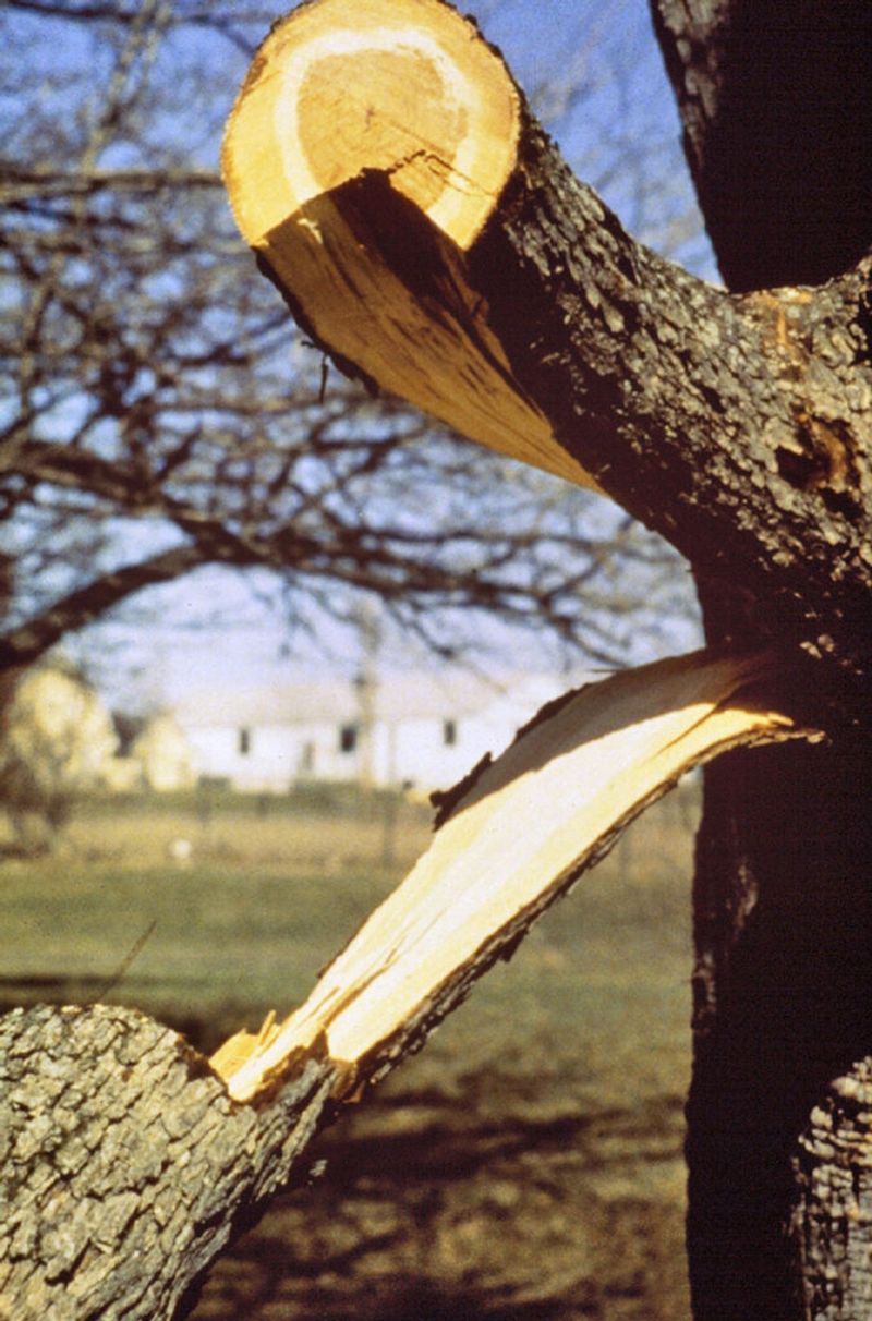 Leaving Torn Branch Stubs Leaving Torn Branch Stubs