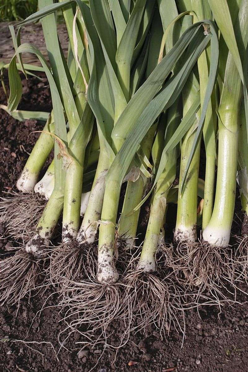 Leeks
