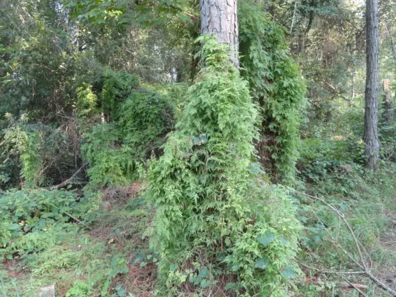 Left Alone, It Can Smother Shrubs And Small Trees