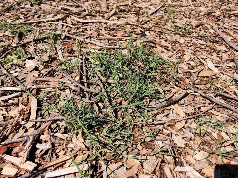 Leftover Grass Creeps Into New Beds Leftover Grass Creeps Into New Beds