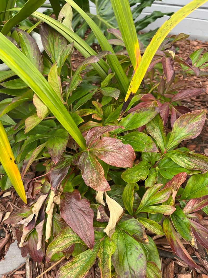 Leftover Leaves Invite Winter Fungus Trouble