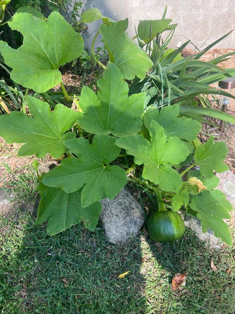 Leftover Seeds Can Sprout Surprise Vines Next Summer