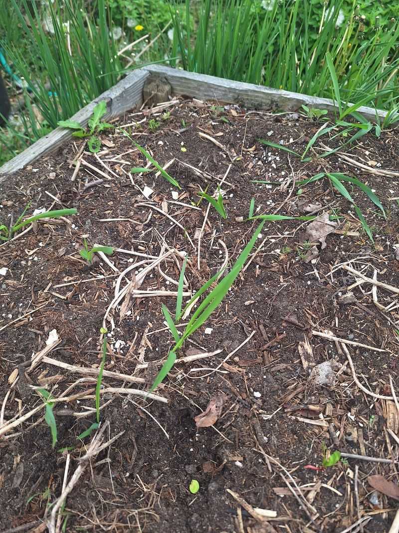 Leftover White Rhizomes Regrow Fast