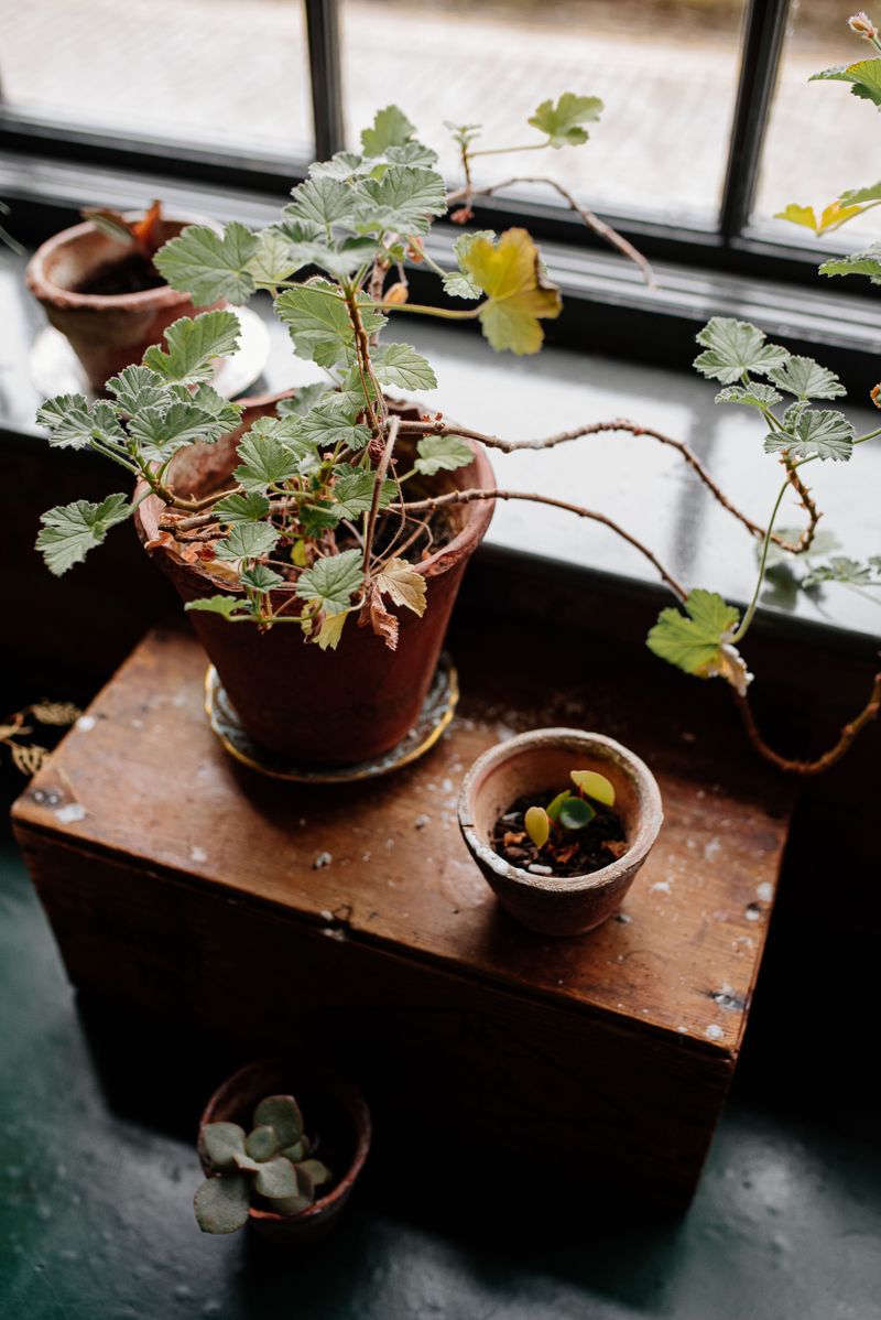 Leggy Geranium Stems Are Begging for More Light