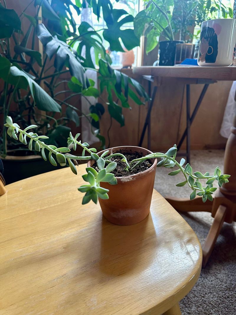 Leggy Stems Reaching One Direction Reveal Shade Stress Leggy Stems Reaching One Direction Reveal Shade Stress