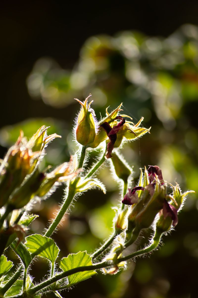 Leggy Stems With Few Branch Tips