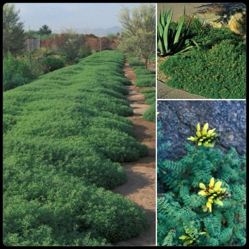 Lemon Dalea
