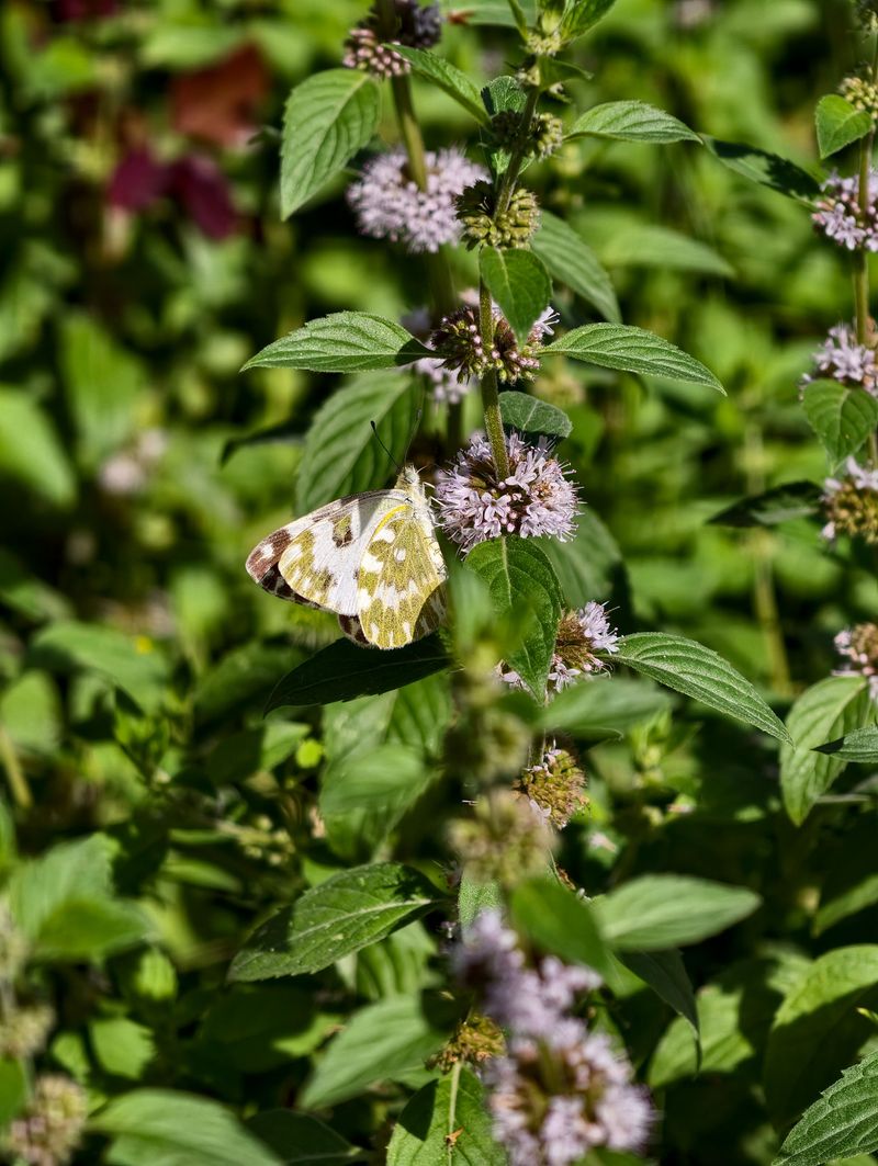 Lemon Mint For Pollinator Parties