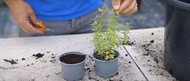 Lemon Verbena Roots From Late Season Stems