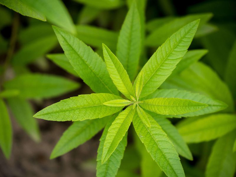 Lemon Verbena Lemon Verbena