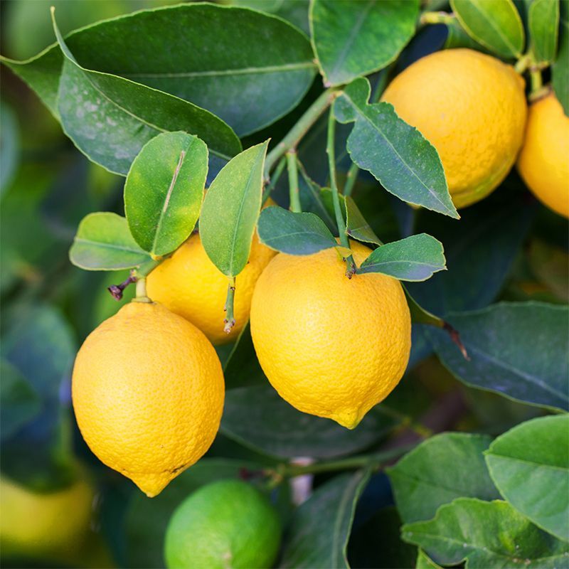 Lemon