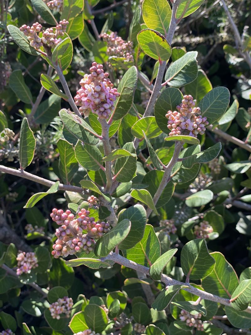 Lemonade Berry Forms A Tough Coastal Screen Lemonade Berry Forms A Tough Coastal Screen