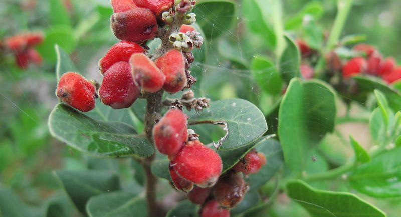 Lemonade Berry Fruit Feeds Coastal Birds