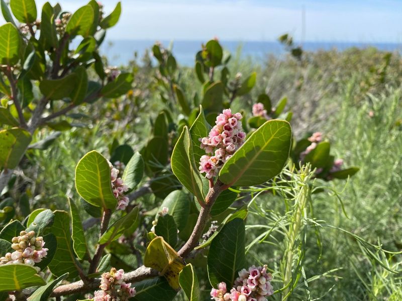 Lemonade Berry Shines In Coastal Yards