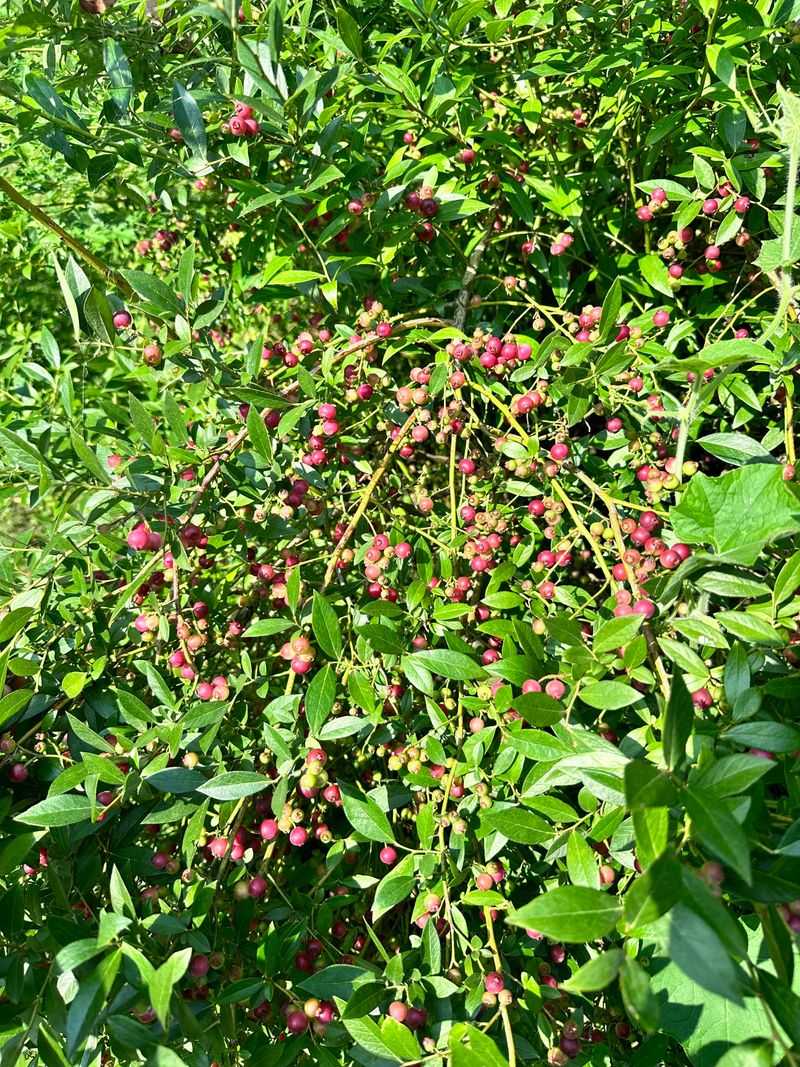Lemonade Berry Thickets Hold Cool Shade Lemonade Berry Thickets Hold Cool Shade