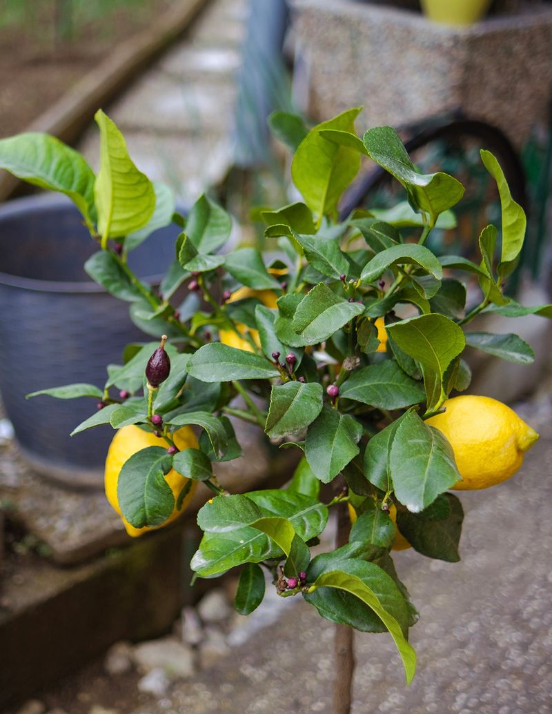 Lemons Are Naturally Everbearing Lemons Are Naturally Everbearing