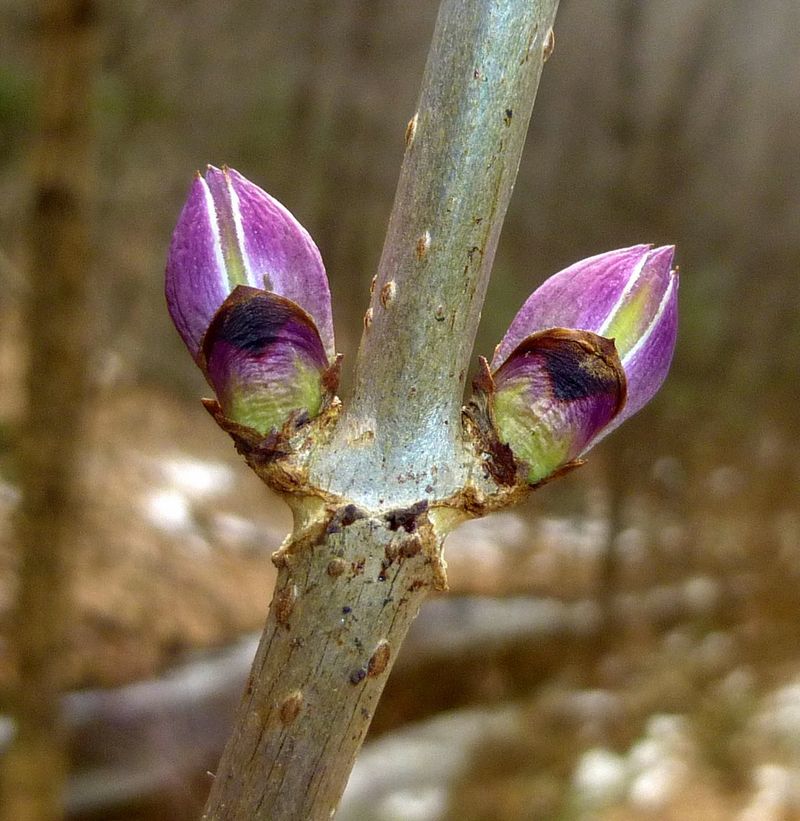 Lenticels And Leaf Buds Are Perfectly Normal Stem Bumps