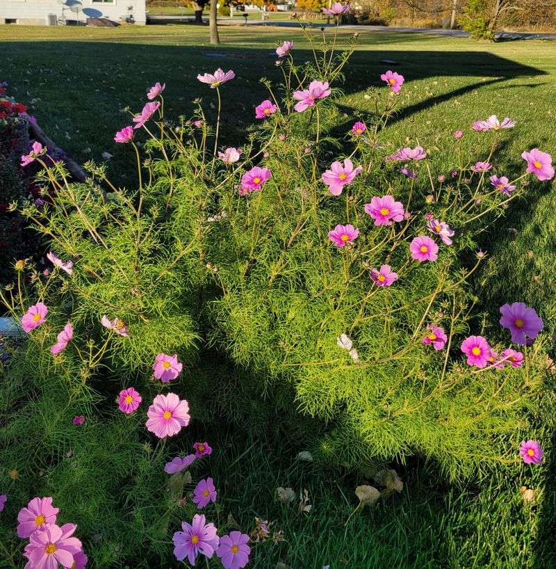 Less Fertilizer Gives You More Flowers Less Fertilizer Gives You More Flowers