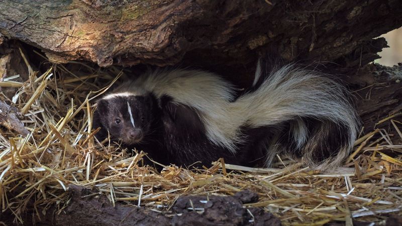 Let A Denning Skunk Leave Before Sealing The Hole