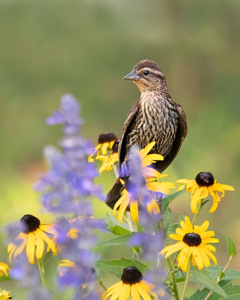 Let Black-Eyed Susan Feed Birds All Winter