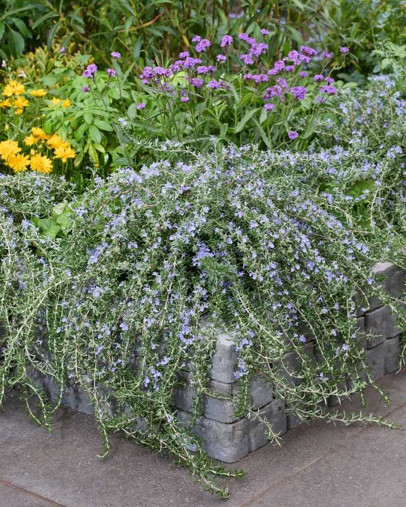 Let Creeping Rosemary Spill Over Walls And Beds Let Creeping Rosemary Spill Over Walls And Beds