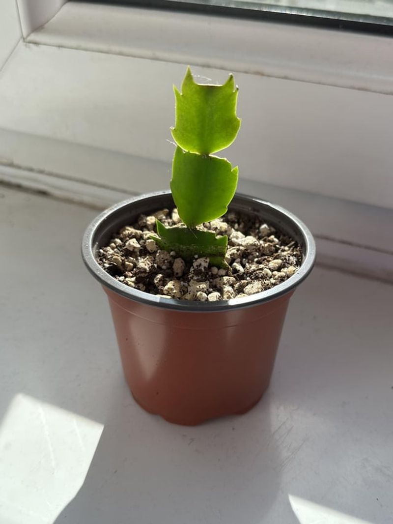 Let Fresh Cuttings Rest And Form A Callus Let Fresh Cuttings Rest And Form A Callus