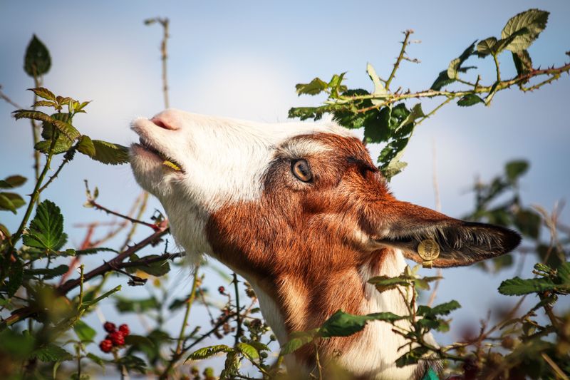 Let Goats Browse Brush, Leaves, And Safe Woody Plants Let Goats Browse Brush, Leaves, And Safe Woody Plants