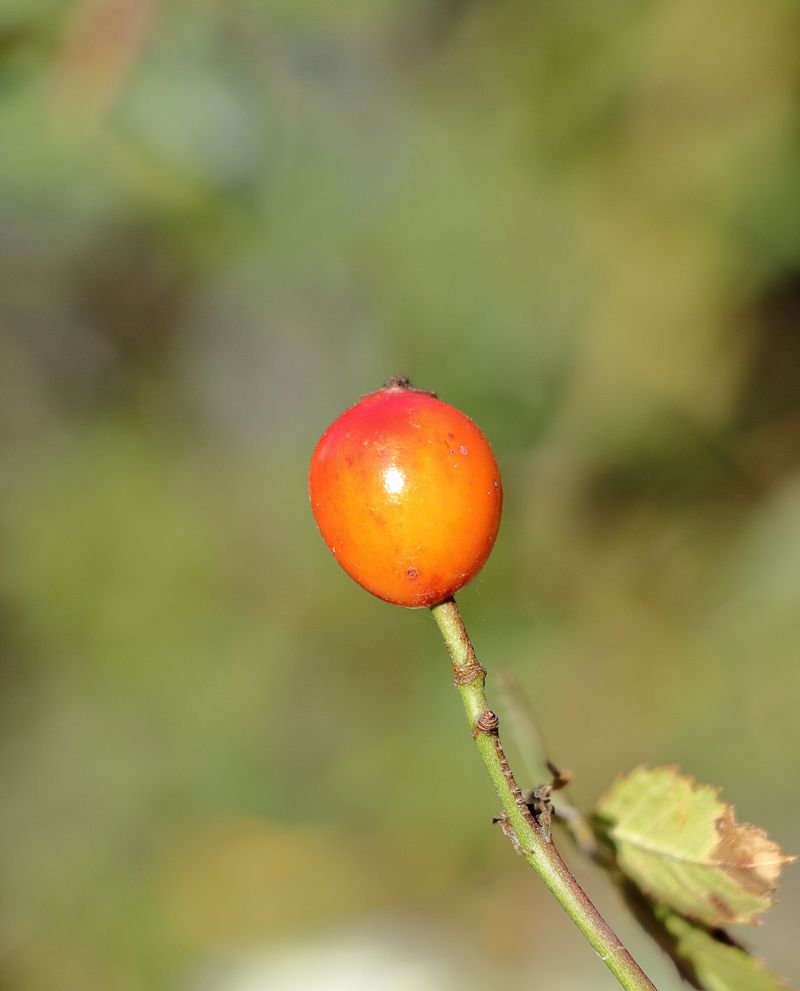Let Late Flowers Form Hips In Colder Areas
