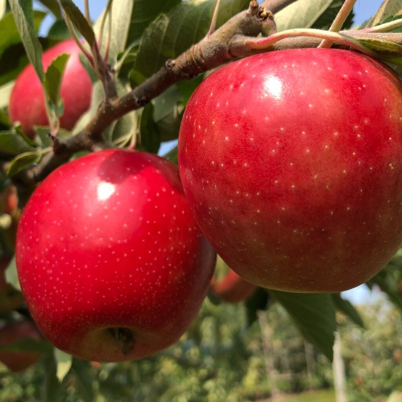 Let Late Varieties Hang Until They're Truly Ripe Let Late Varieties Hang Until They're Truly Ripe