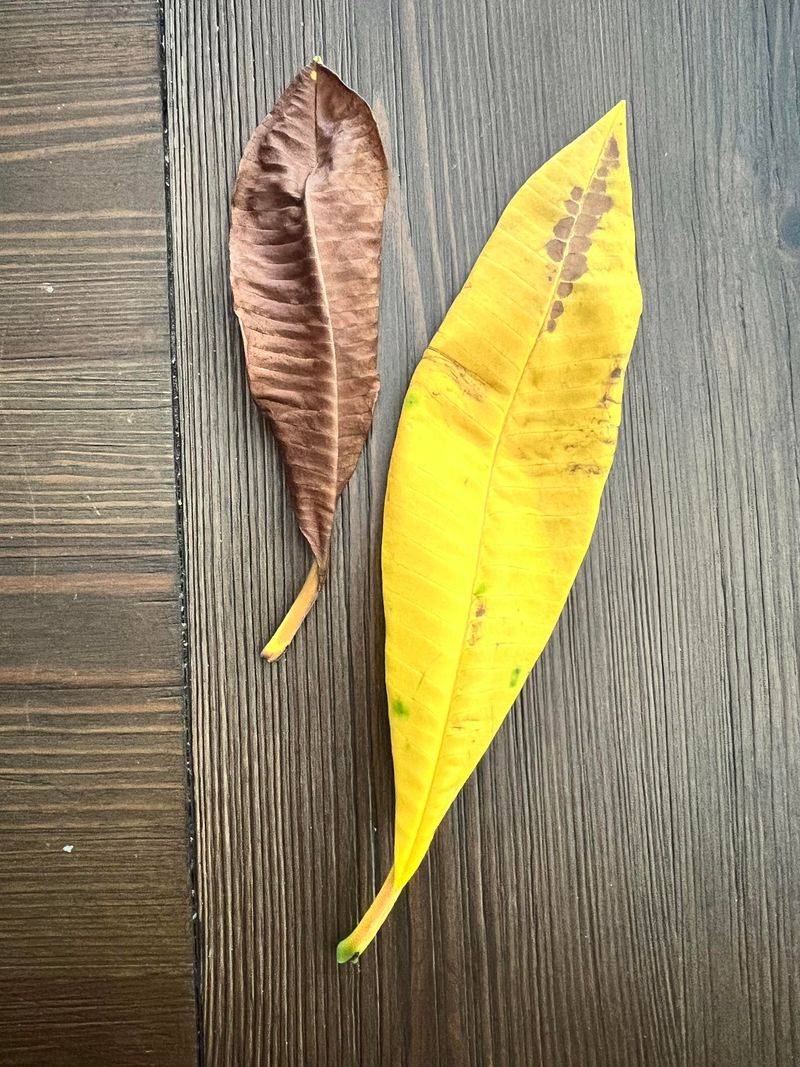 Let Leaves Drop Naturally