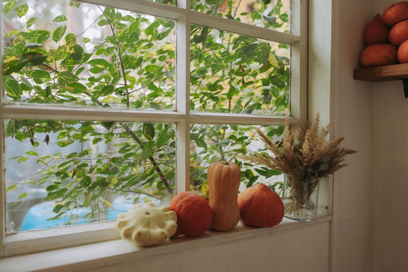 Let Nearly Mature Fruit Color Up In A Warm, Sunny Spot Let Nearly Mature Fruit Color Up In A Warm, Sunny Spot
