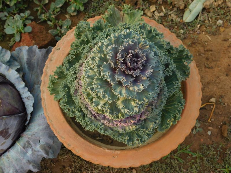 Let Ornamental Cabbage Steal The Show In A Big Pot