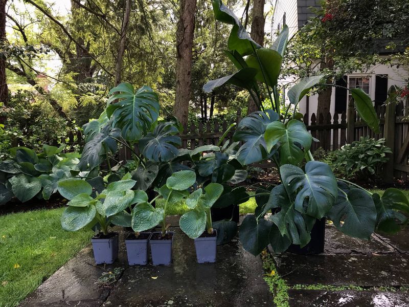 Let Plants Drip Dry In The Shade Let Plants Drip Dry In The Shade