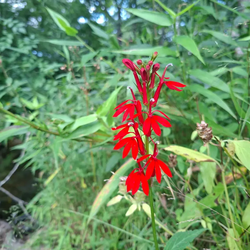 Let Seed Pods Ripen For New Plants