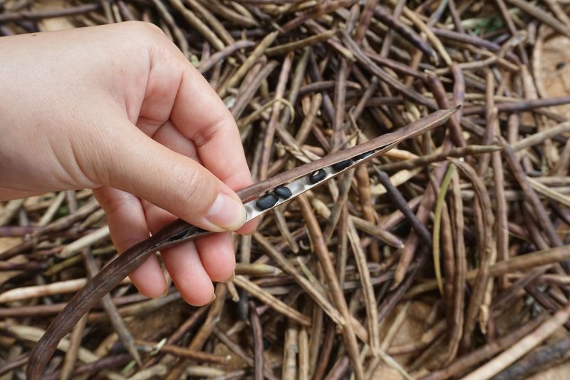 Let Seeds Mature Fully Before Harvesting Let Seeds Mature Fully Before Harvesting