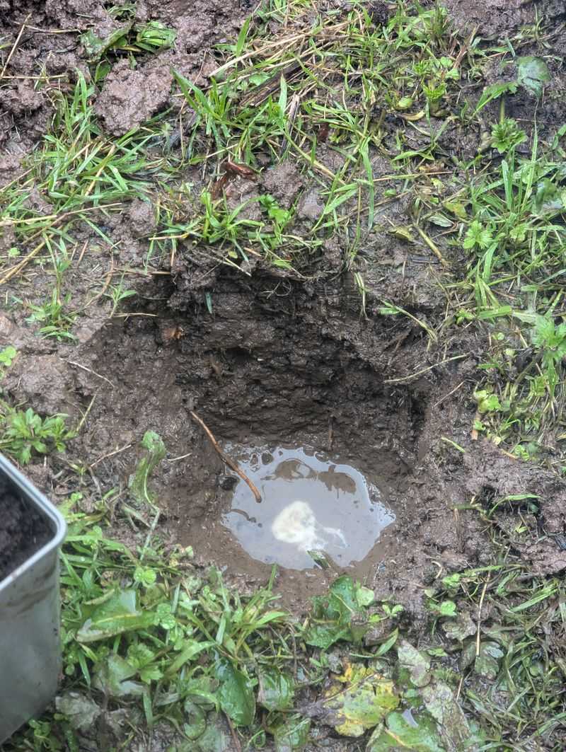 Let Soil Drain Before You Dig Or Replant Let Soil Drain Before You Dig Or Replant