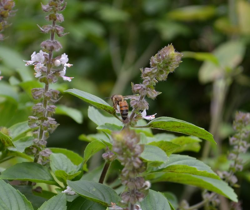 Let Some Flowers Bloom For Bees And Butterflies Let Some Flowers Bloom For Bees And Butterflies