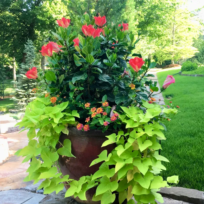 Let Sweet Potato Vine Spill Over The Pot’s Edge Let Sweet Potato Vine Spill Over The Pot’s Edge