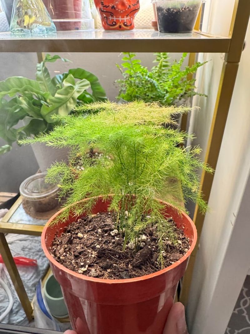 Let The Ferns Turn Yellow Before Cutting Let The Ferns Turn Yellow Before Cutting