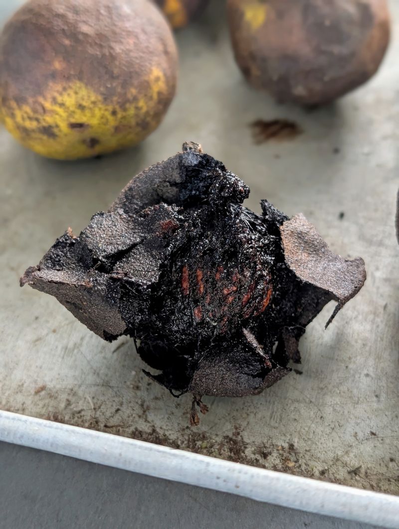 Let The Husks Turn Black Before You Start