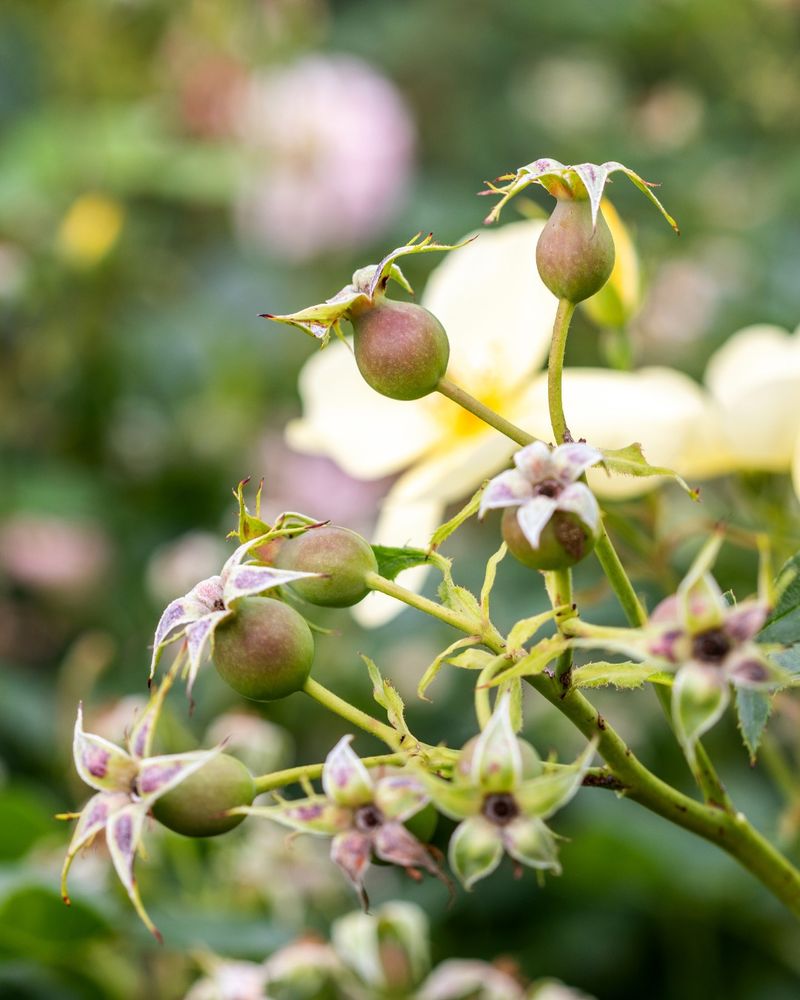 Let The Last Blooms Form Hips