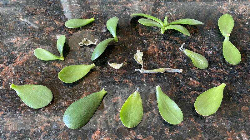 Let The Leaf Dry And Form A Callus Let The Leaf Dry And Form A Callus