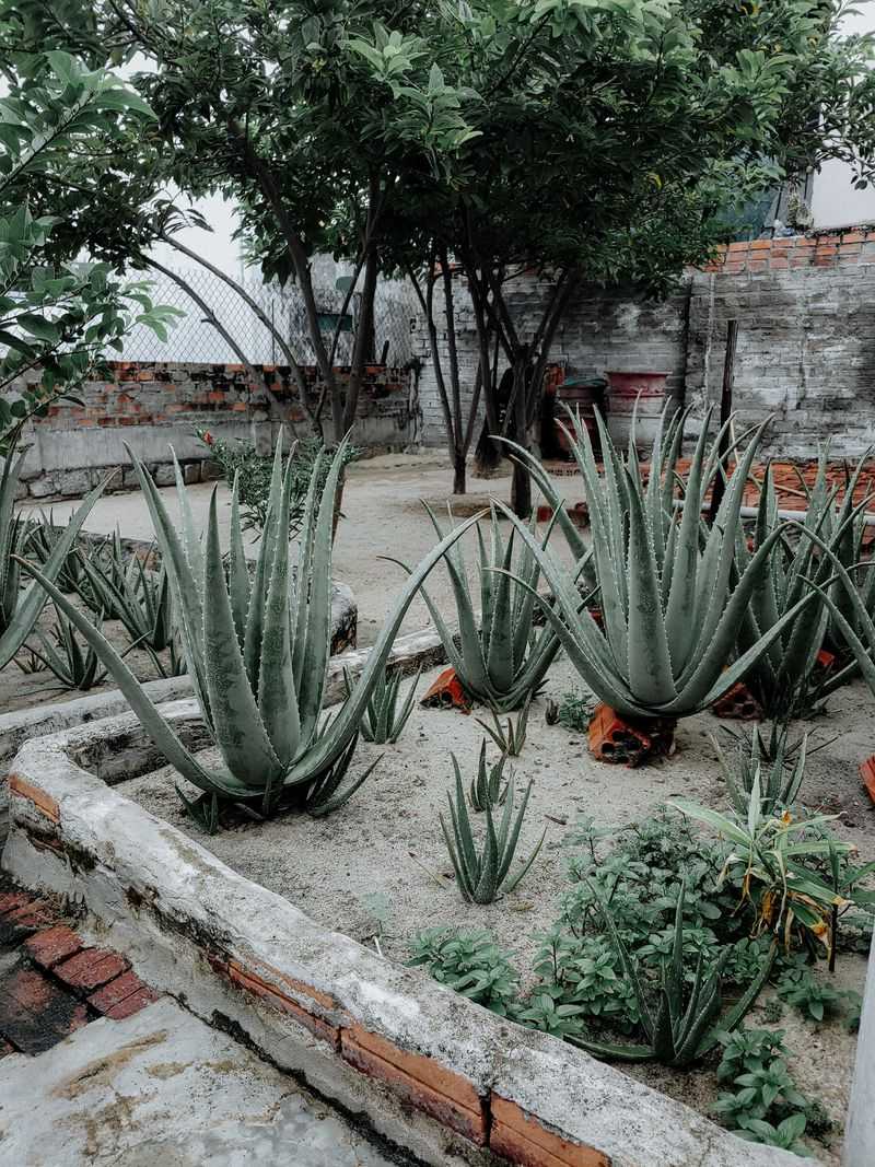 Let The Mother Plant Mature Let The Mother Plant Mature