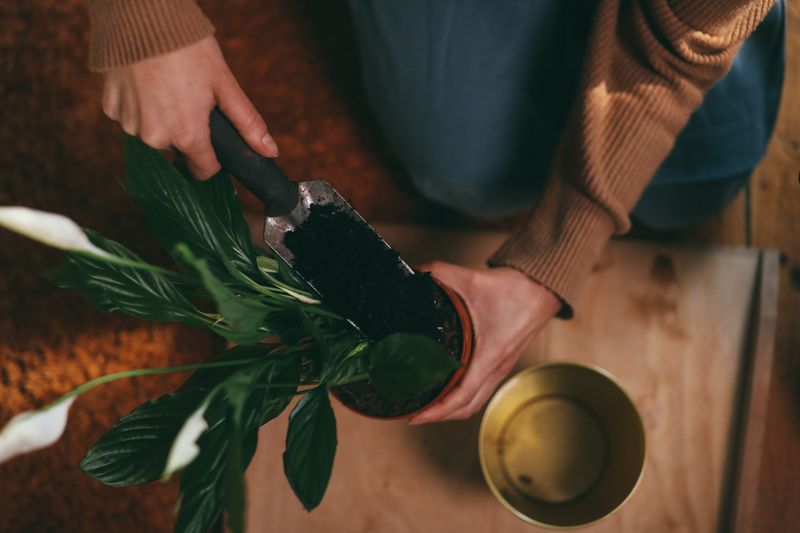 Let The Soil Dry Between Drinks