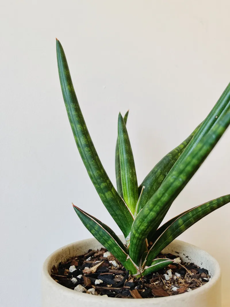 Let The Soil Dry Out Completely First
