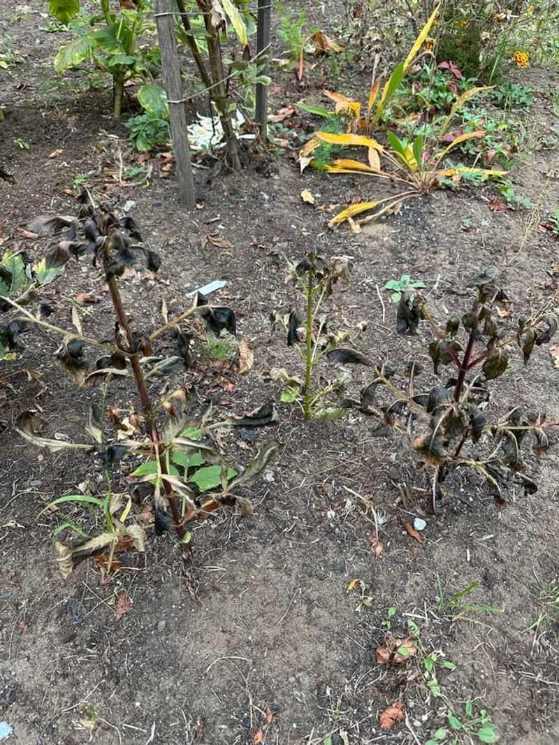 Let The Tubers Rest In The Ground After Cutting
