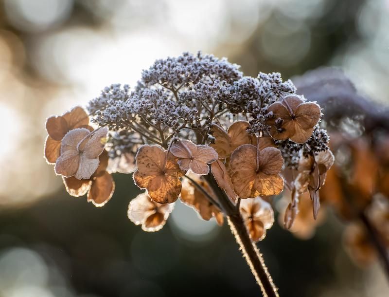 Let Them Dry On The Plant For Winter Interest Let Them Dry On The Plant For Winter Interest