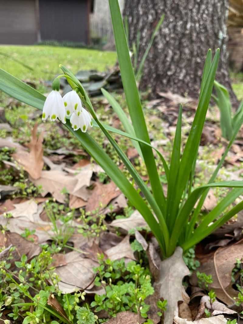 Let Those Yellowing Snowflake Leaves Stay Put After The Bloom Let Those Yellowing Snowflake Leaves Stay Put After The Bloom